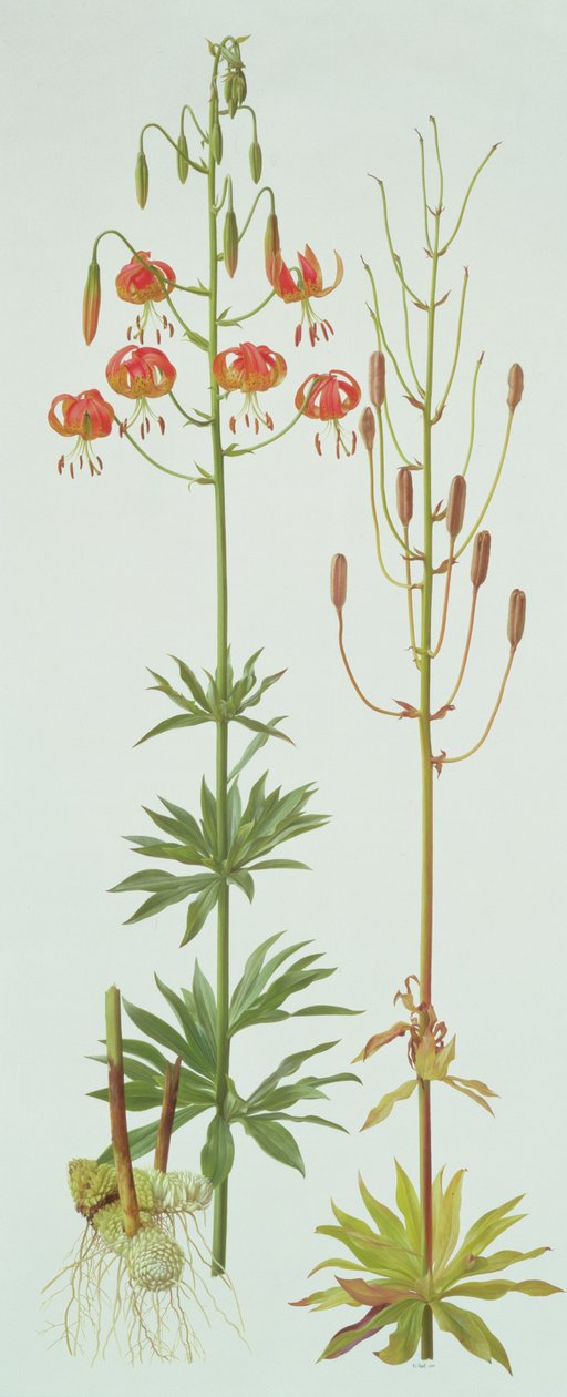 Lilium Pardalinum de Raymond Booth