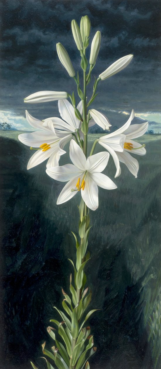 Lírio da Madona (óleo sobre tábua) de Raymond Booth