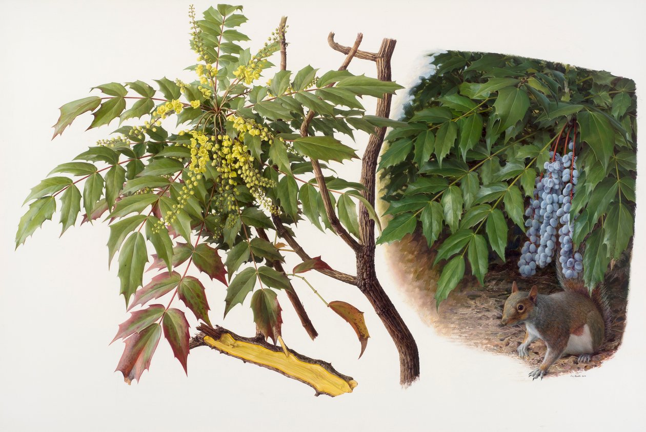 Mahonia japonica, 2008 (óleo sobre papel) de Raymond Booth