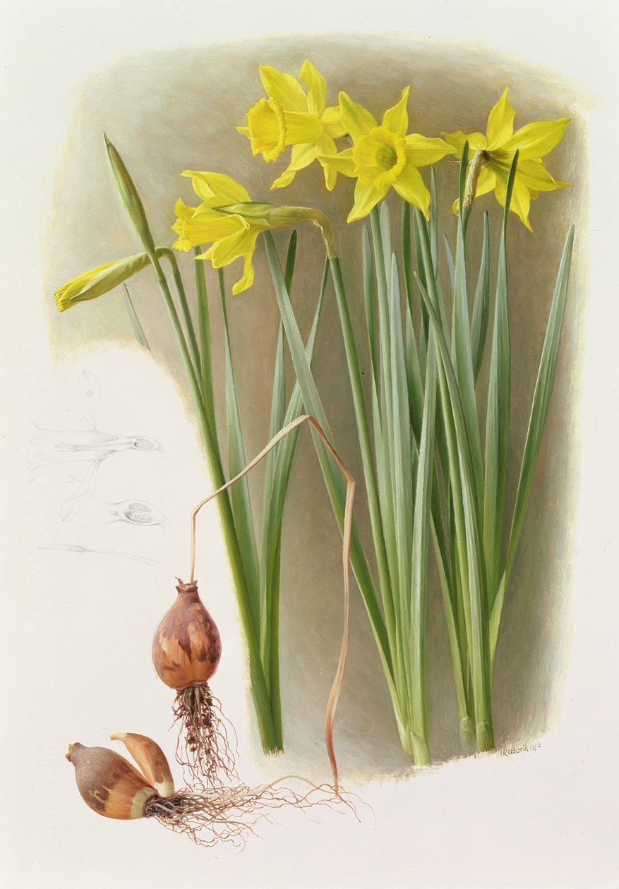 Narciso Hispânico Bujei de Raymond Booth