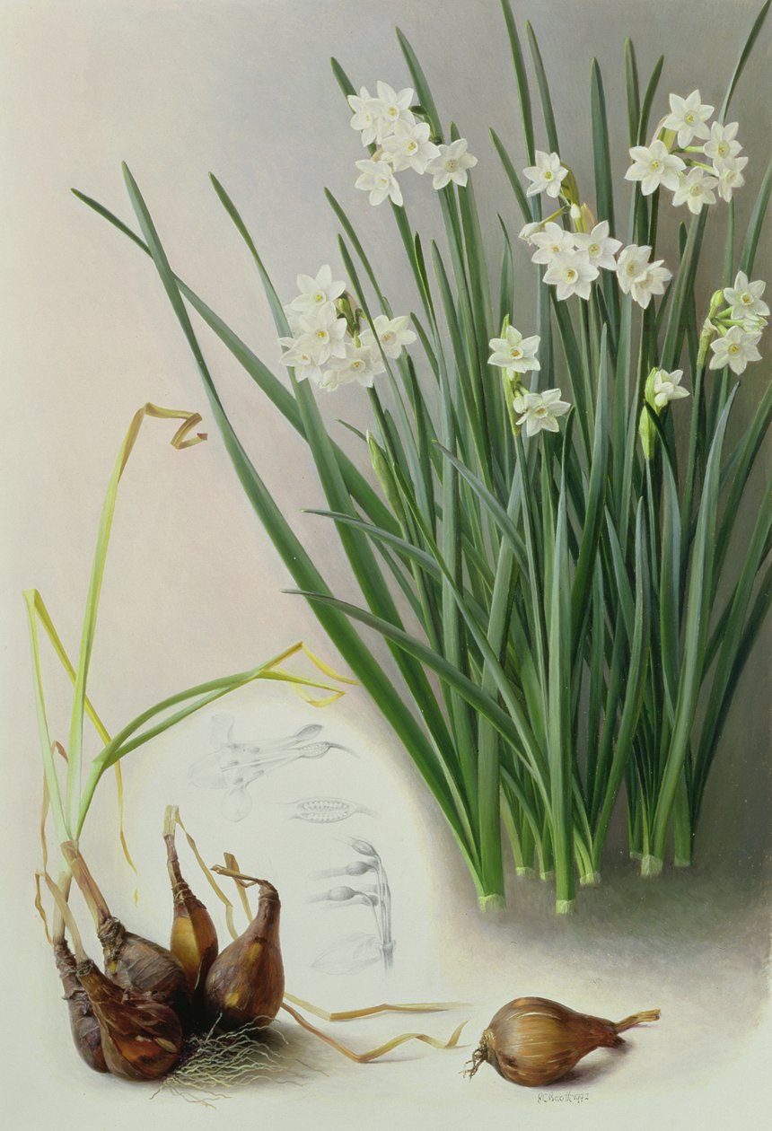 Narciso Pannizianus de Raymond Booth