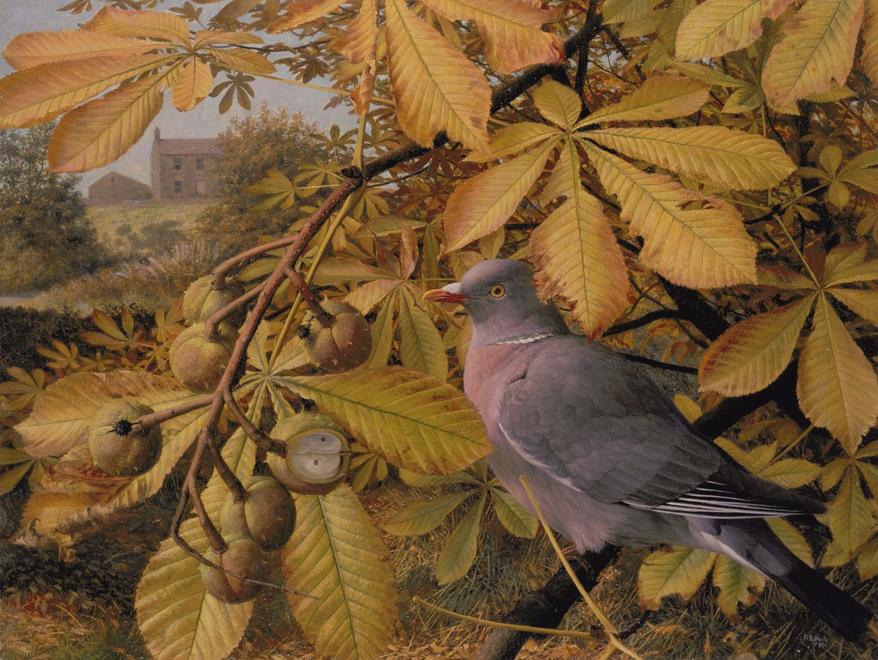 outubro: Pombo em castanheiro-da-índia de Raymond Booth