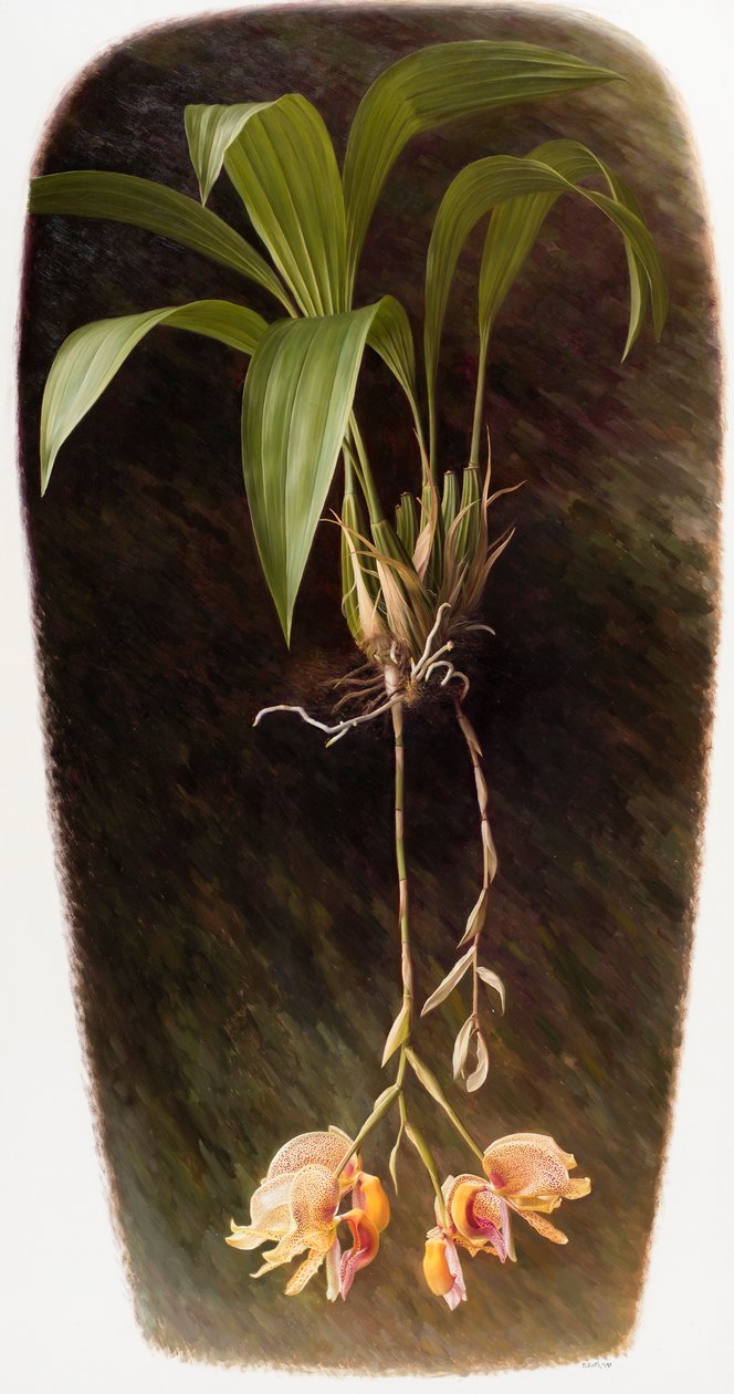 Orquídea de Raymond Booth