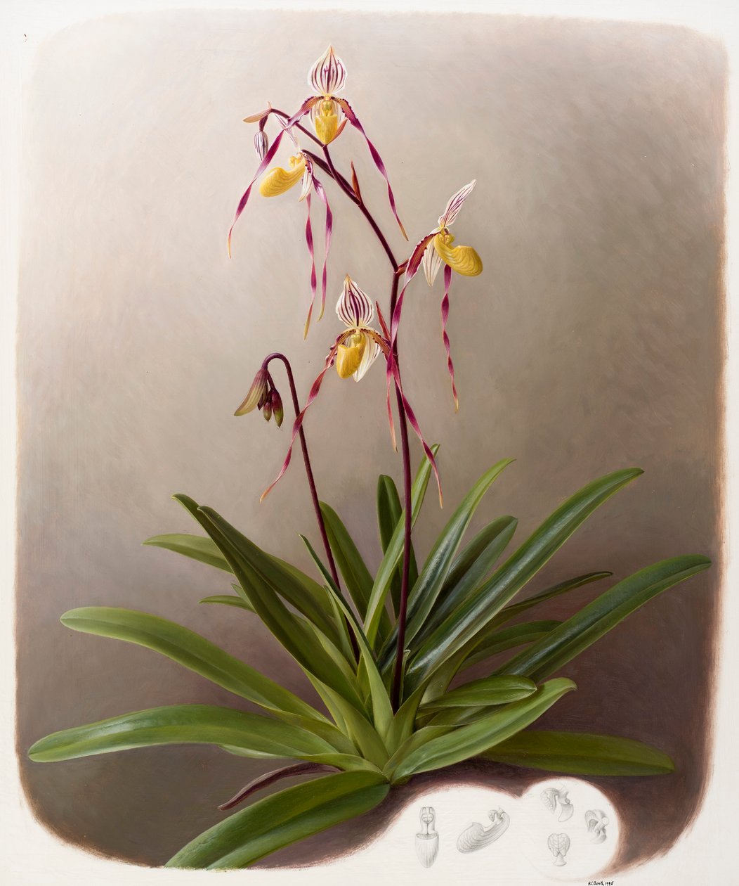Orquídea de Raymond Booth