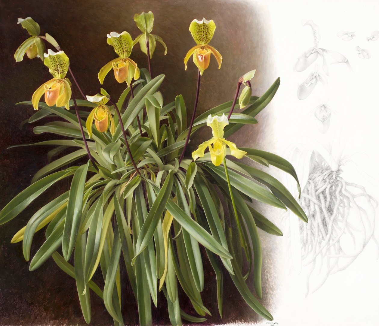 Orquídeas de Raymond Booth