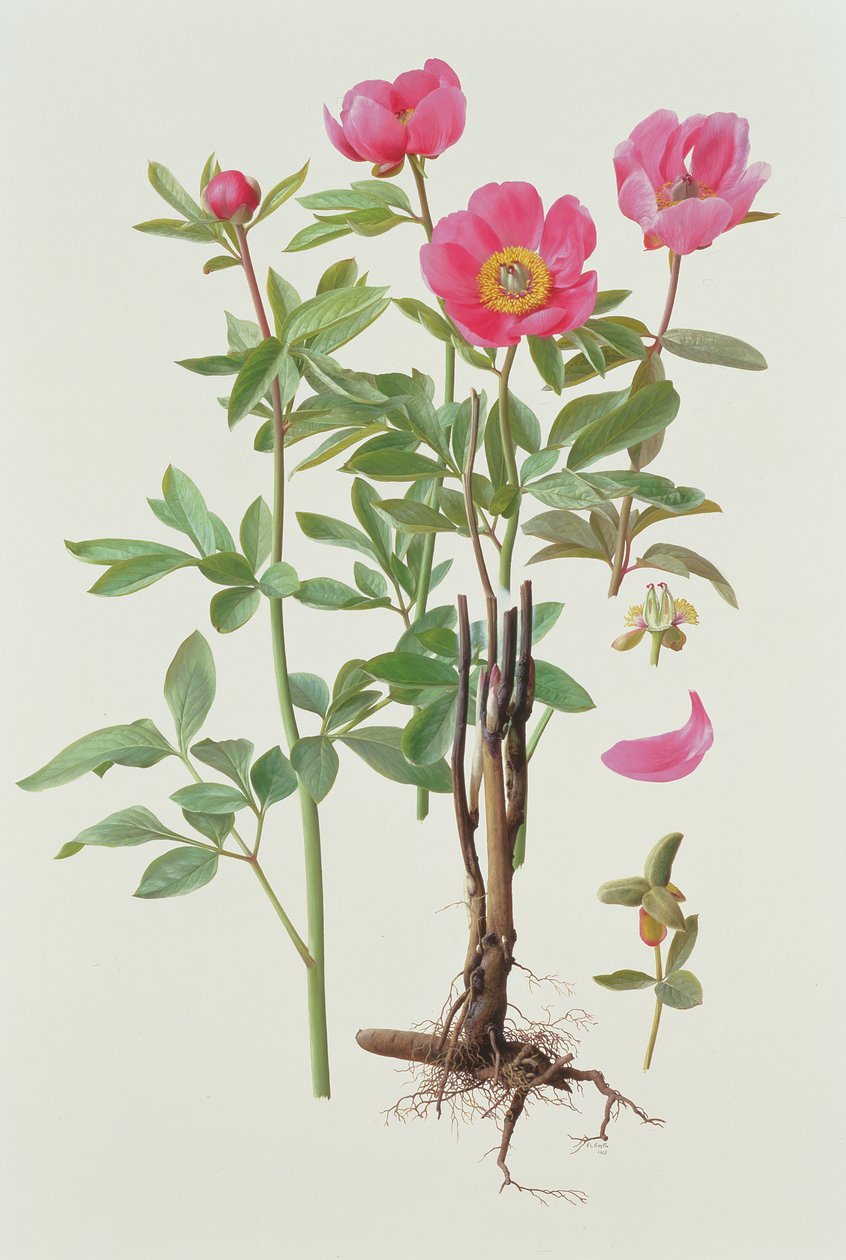 Arietina Paeonie de Raymond Booth