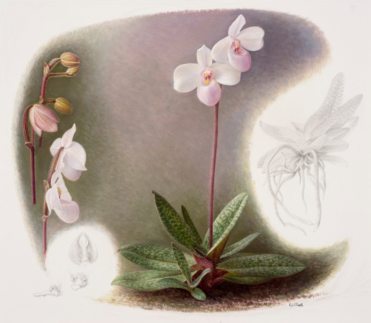 Paphiopedilium delenatii (óleo sobre papel) de Raymond Booth