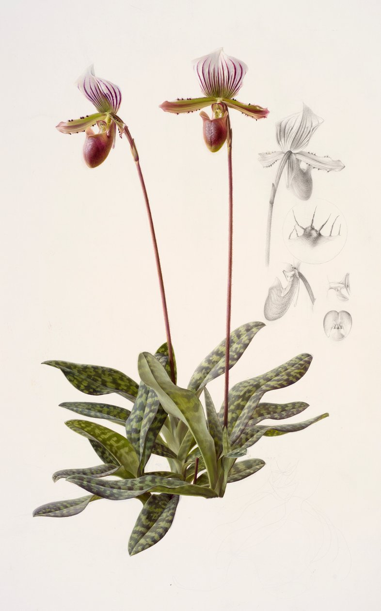 Paphiopedilum barbatum (óleo sobre papel) de Raymond Booth