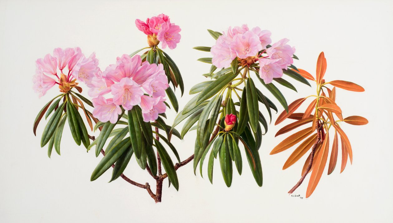 Rododendros de Raymond Booth