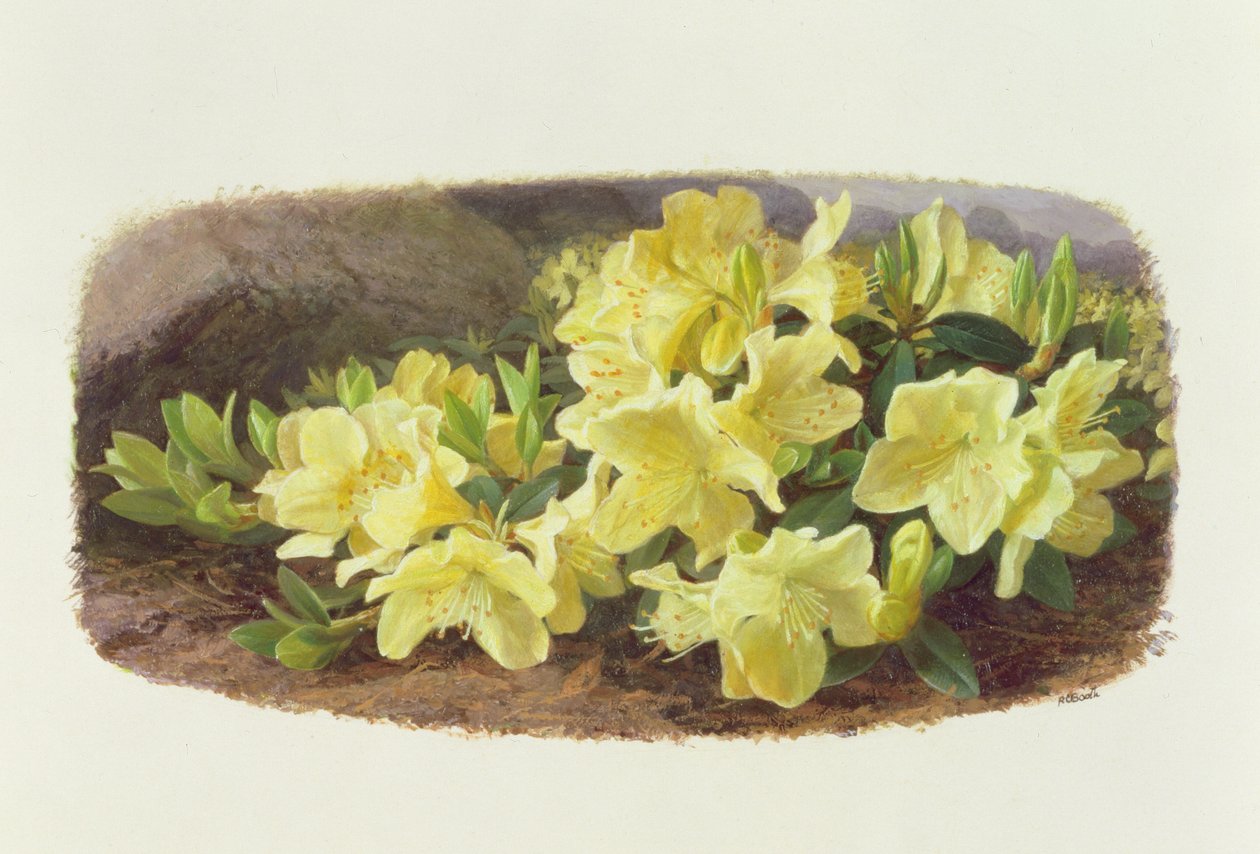 Rododendro Keiski (óleo sobre papel) de Raymond Booth