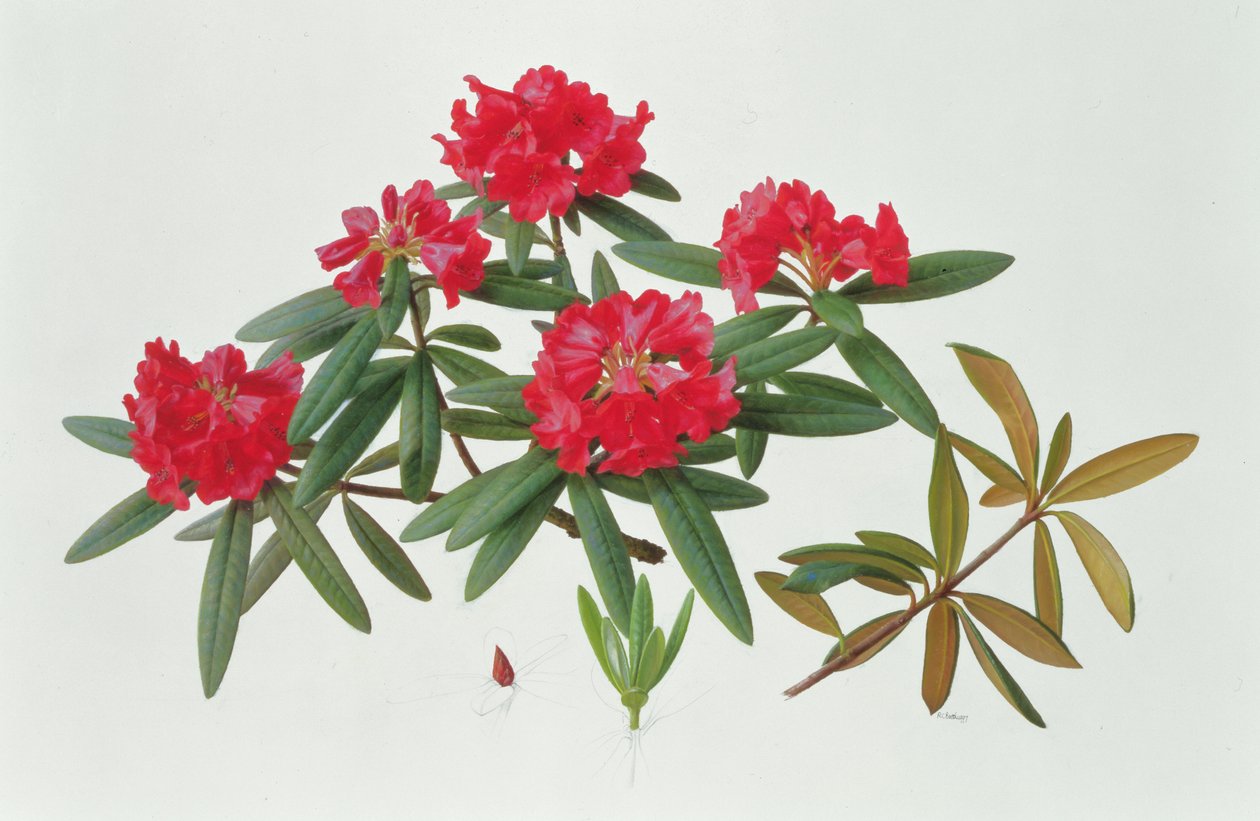 Rhododendron Microgynum de Raymond Booth