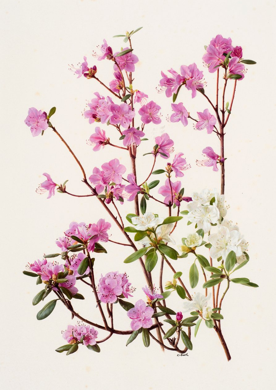 Rhododendron dauricum (óleo sobre papel) de Raymond Booth
