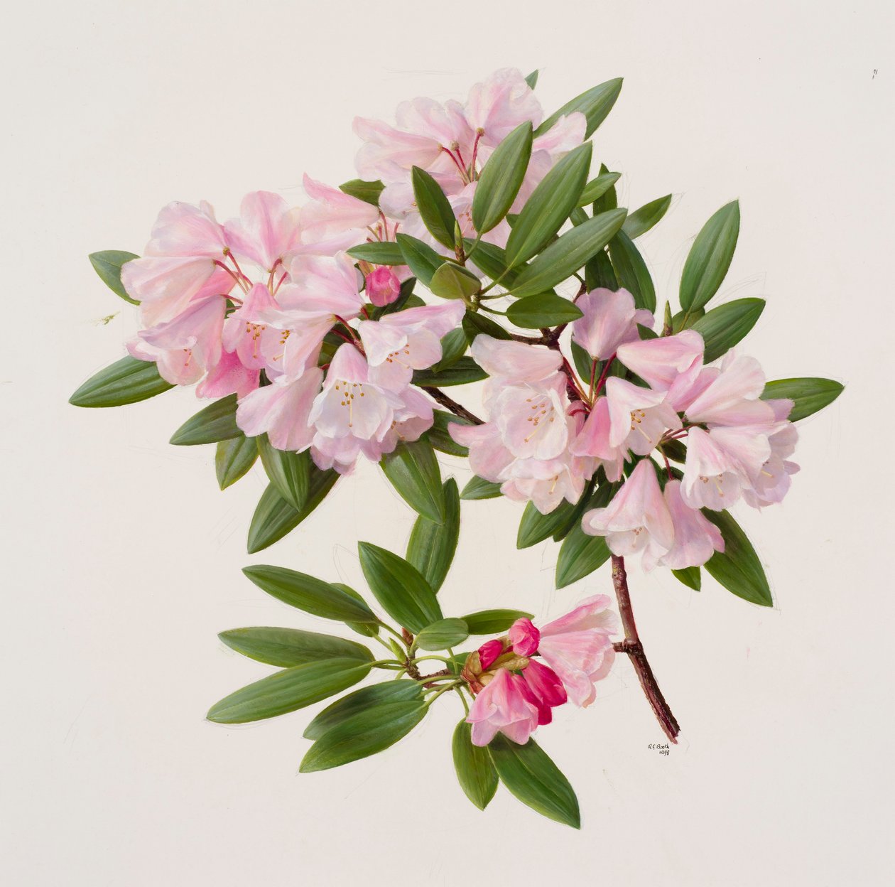 Rhododendron maculiferum anwheiense de Raymond Booth