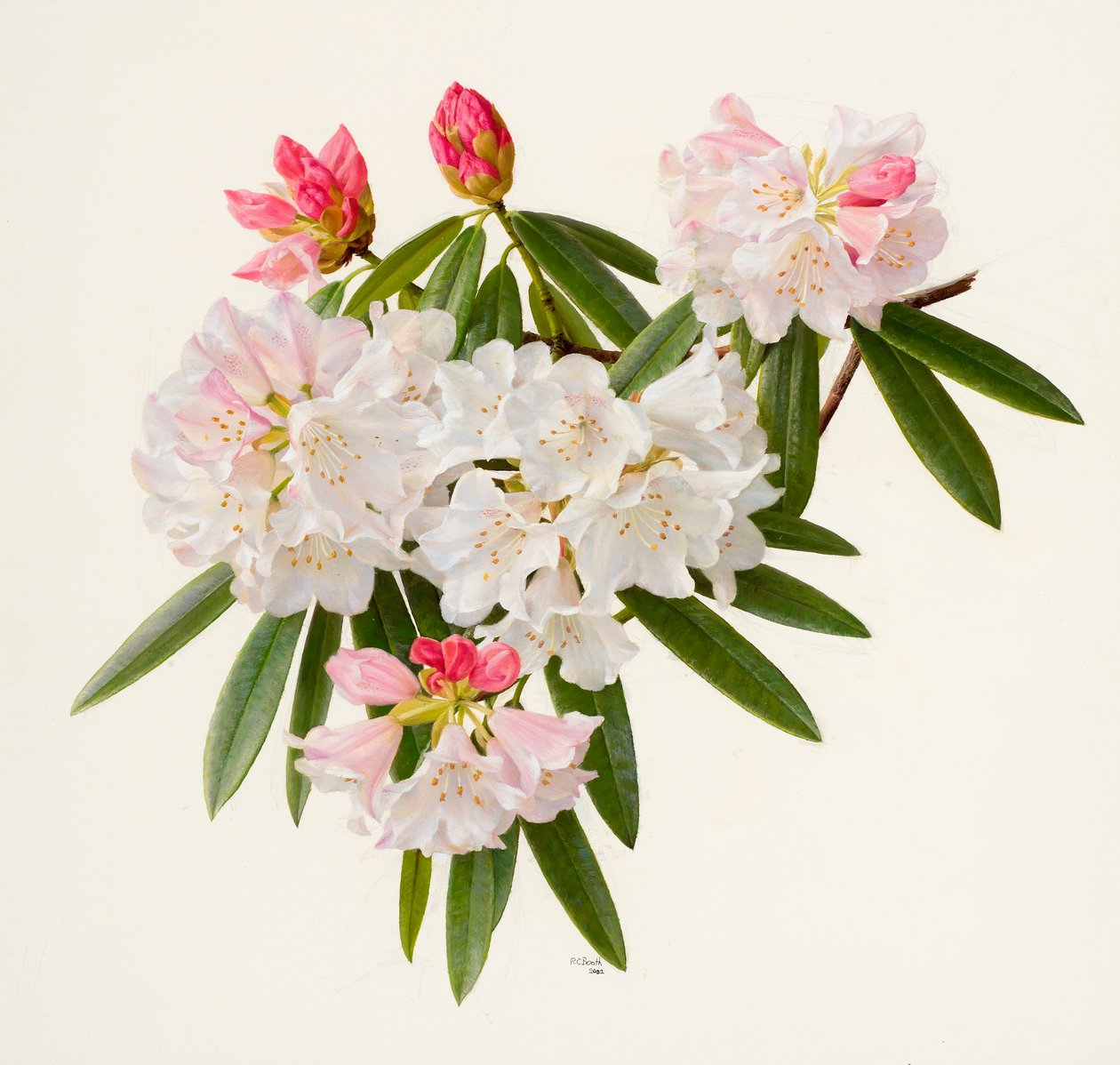 Rhododendron morii (óleo sobre papel) de Raymond Booth