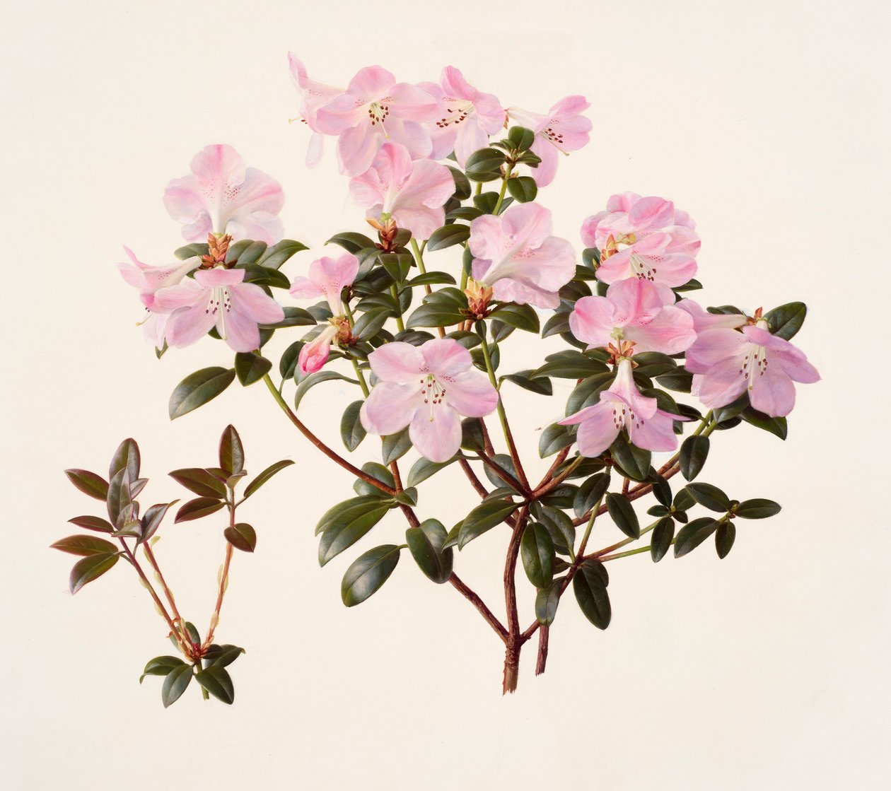Rhododendron moupinense de flor rosa (óleo sobre papel) de Raymond Booth