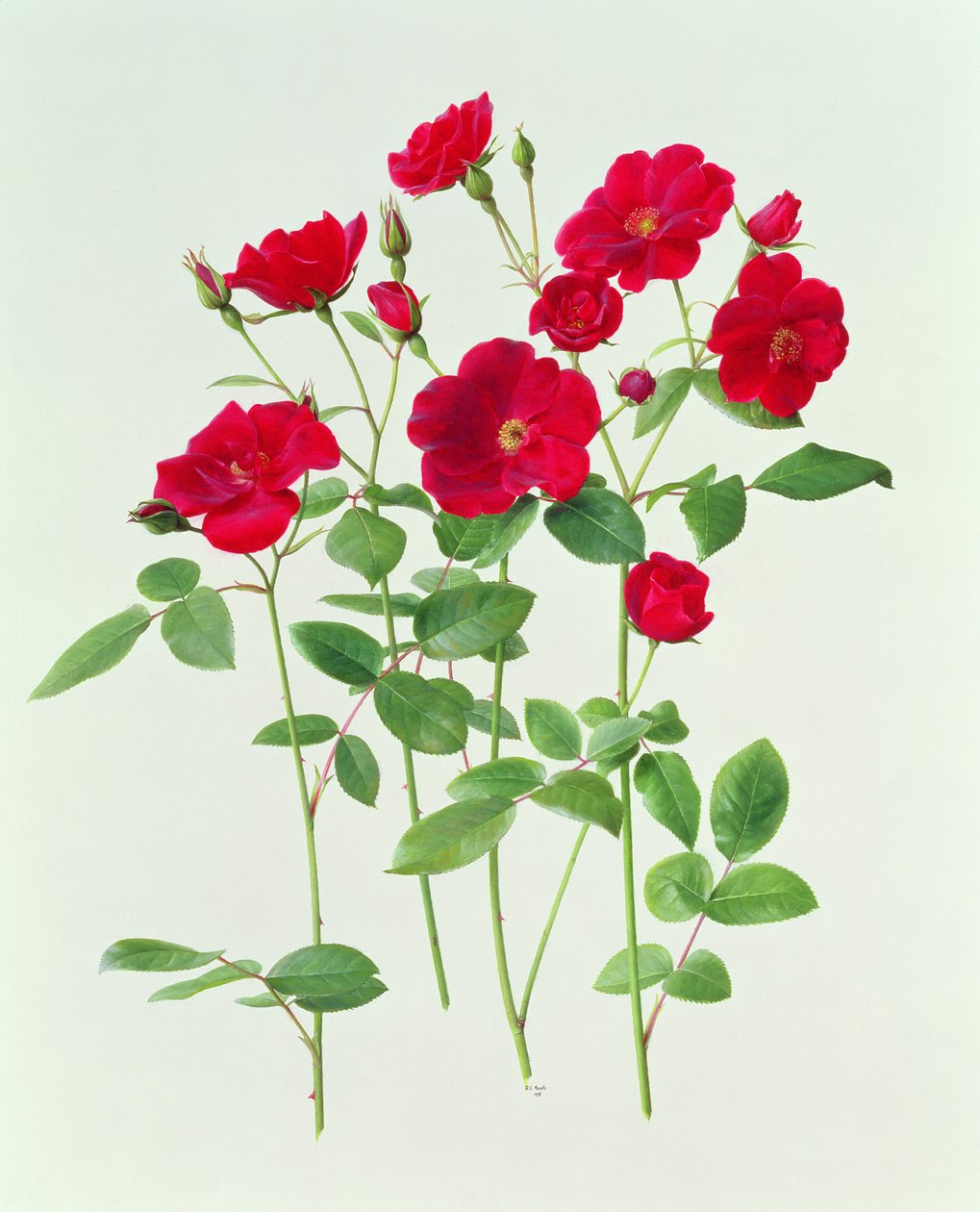 Rosa "Dusky Maid" (empregada doméstica) de Raymond Booth