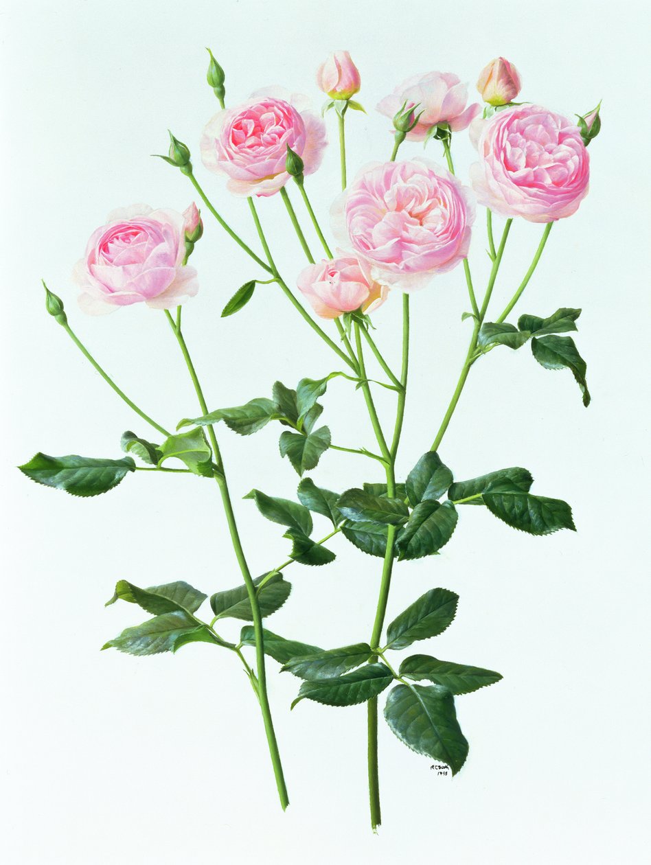 Rosa "Heritage de Raymond Booth