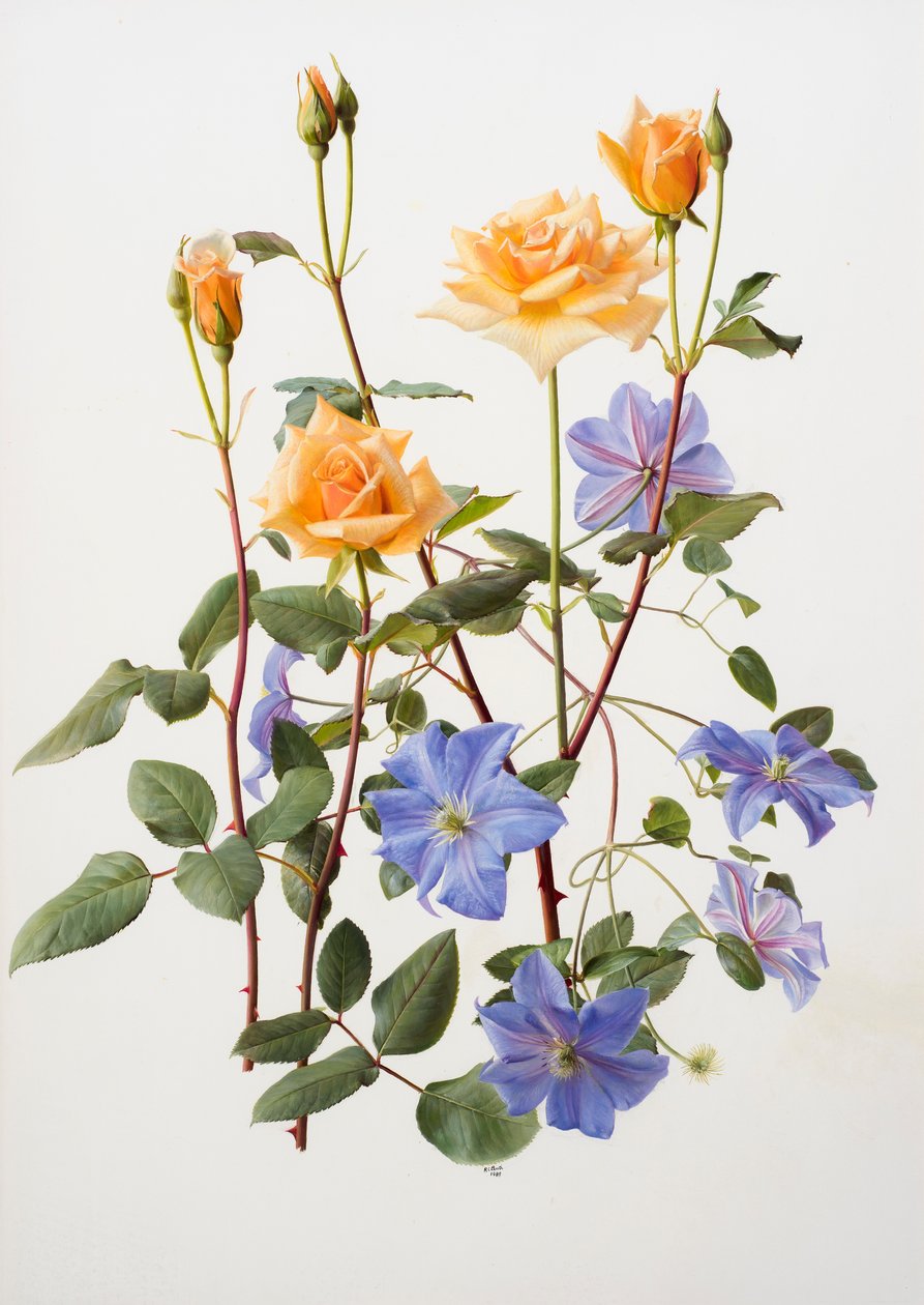 Rosa e clematite de Raymond Booth
