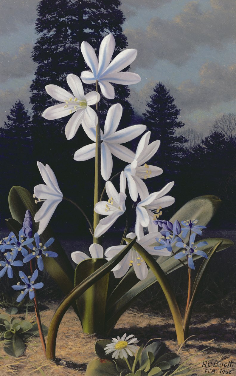 Scillas (óleo sobre painel) de Raymond Booth