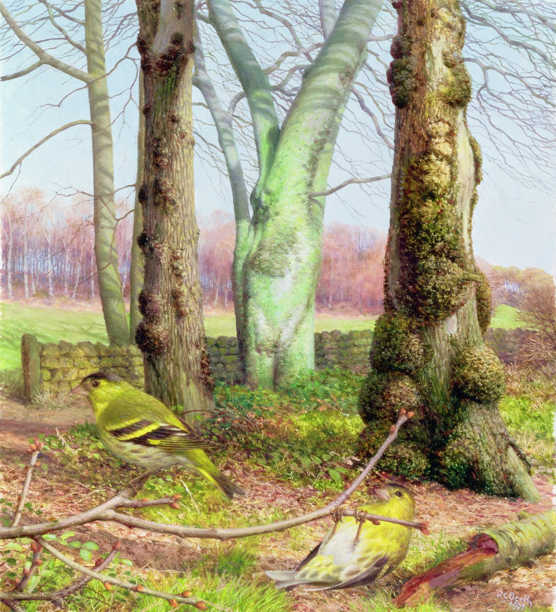 Siskins numa manhã de março de Raymond Booth