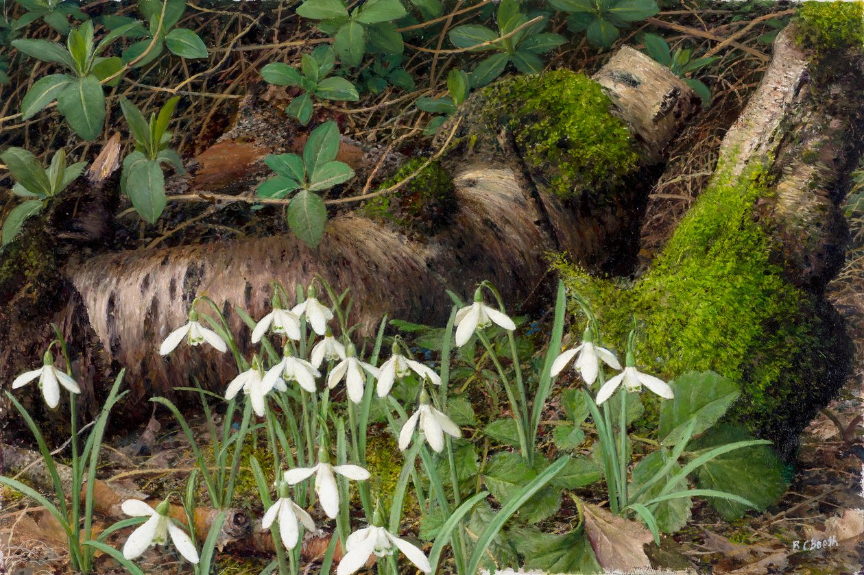 Snowdrops (óleo sobre cartão) de Raymond Booth