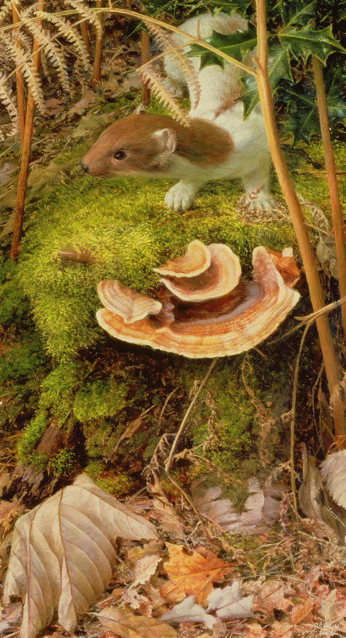 Stoat in Winter, 2000 (óleo sobre tábua) de Raymond Booth