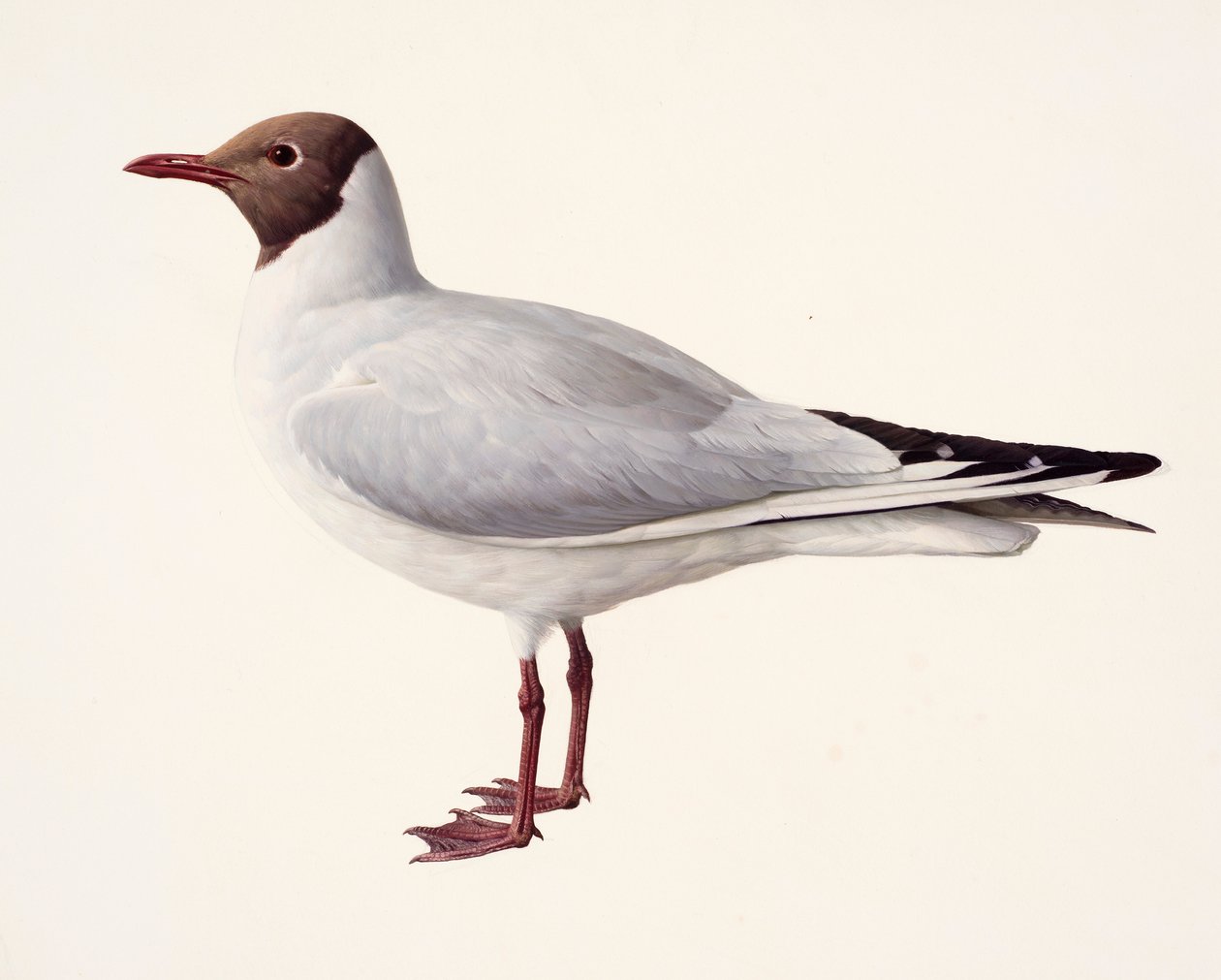 Estudo de uma gaivota de cabeça preta (óleo sobre papel) de Raymond Booth