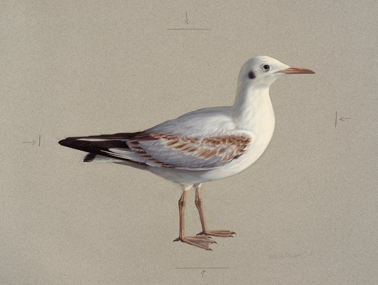Estudo de um juvenil de gaivota-de-cabeça-preta em plumagem de inverno (óleo sobre papel) de Raymond Booth