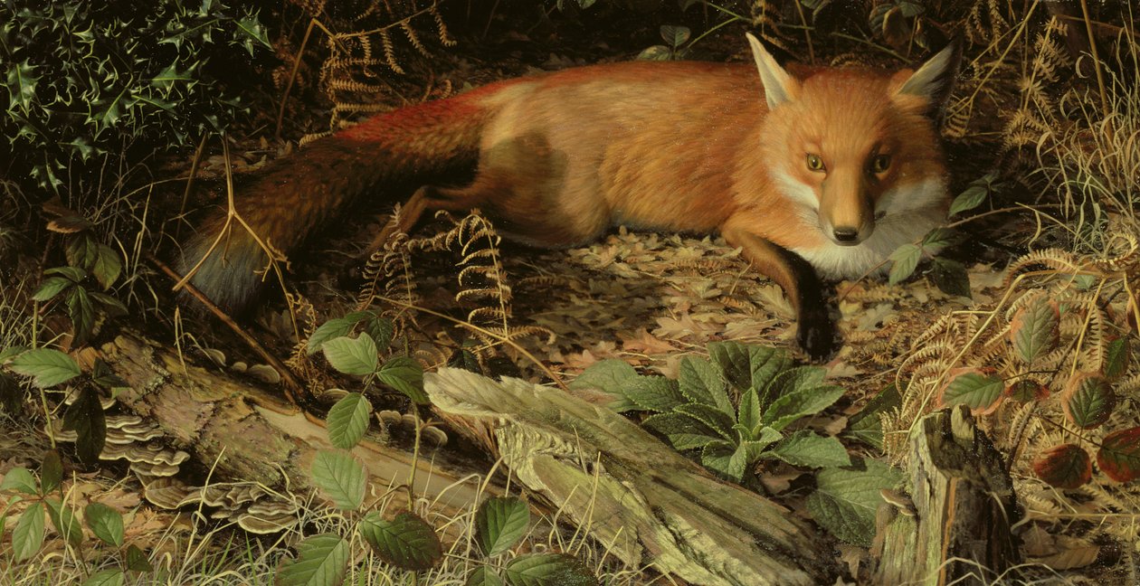A Raposa de Raymond Booth