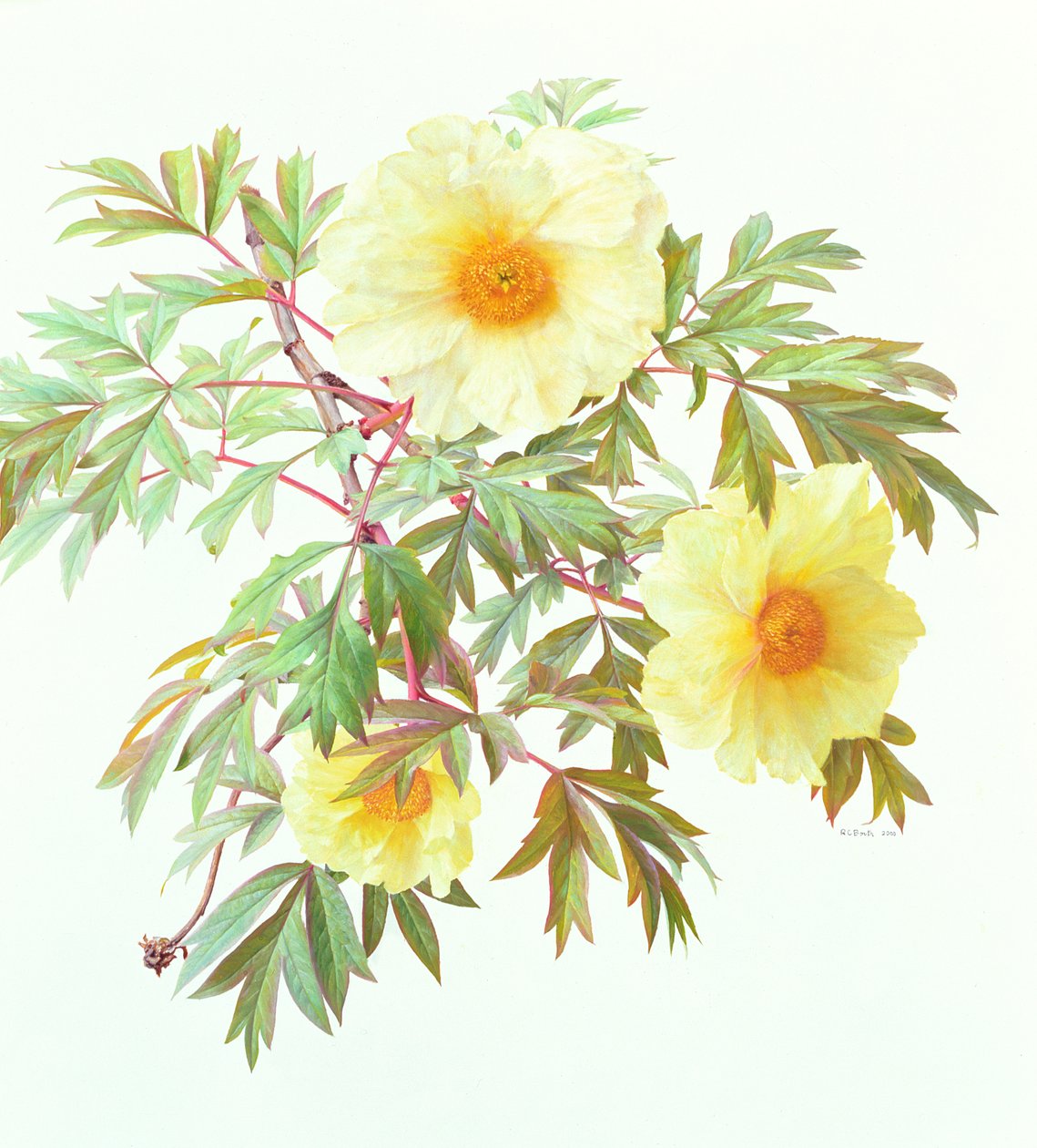 Tree Paeony "Silver Sails", 2000 (óleo sobre papel) de Raymond Booth