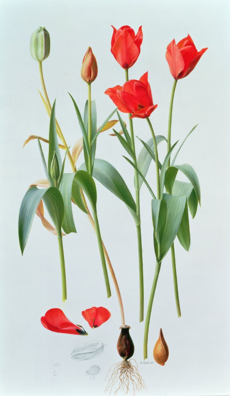 Tulipa amabilis de Raymond Booth