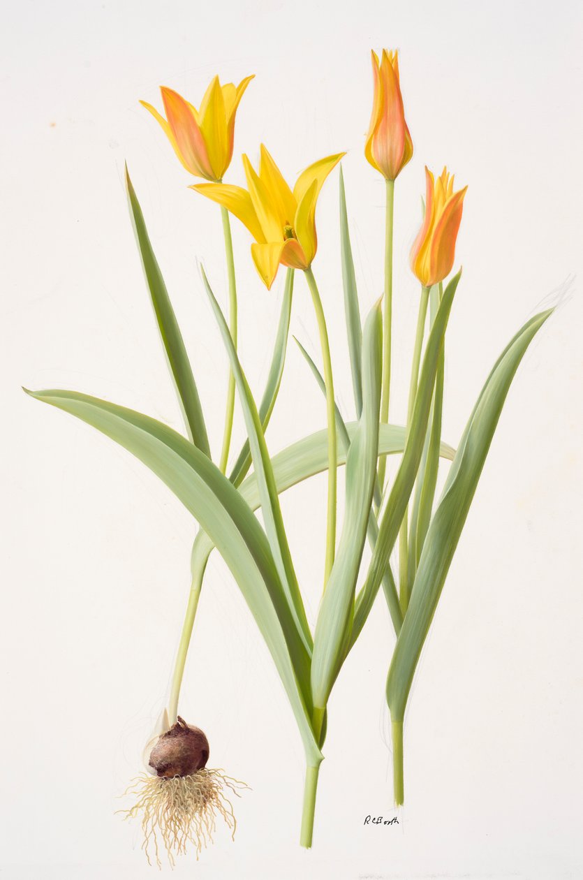 Tulipa ferganica (óleo sobre papel) de Raymond Booth