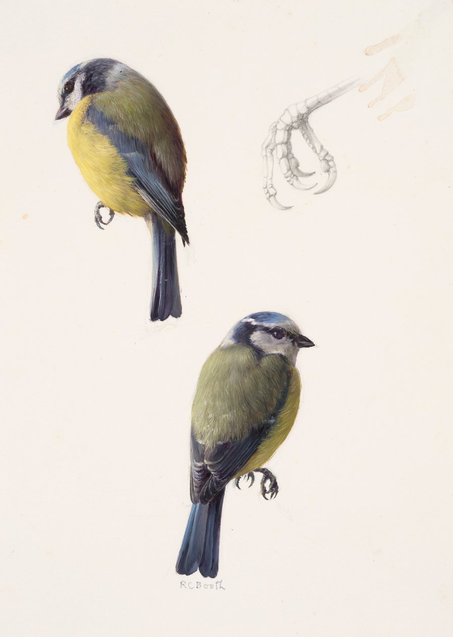 Dois estudos de um chapim-azul (óleo sobre papel) de Raymond Booth