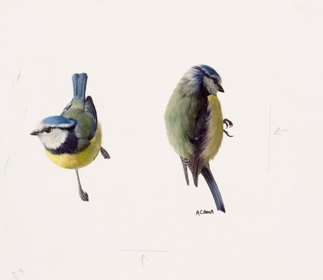 Dois estudos de um chapim-azul (óleo sobre papel) de Raymond Booth