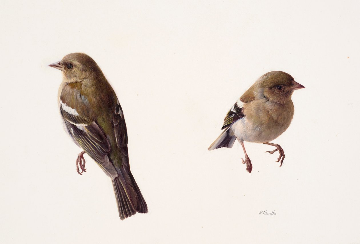 Dois estudos de um tentilhão fêmea (óleo sobre papel) de Raymond Booth