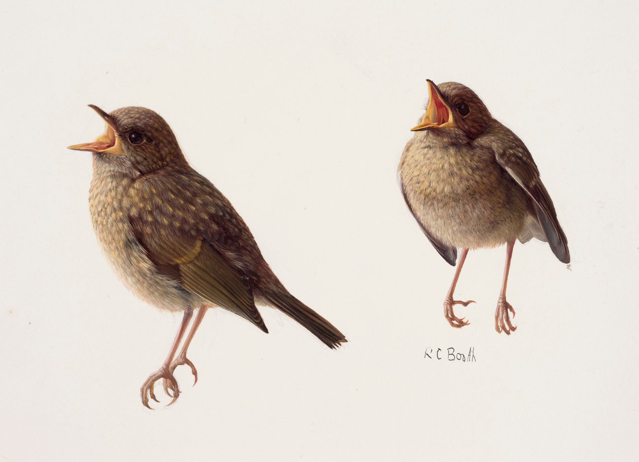 Dois estudos de um pintarroxo jovem (óleo sobre papel) de Raymond Booth