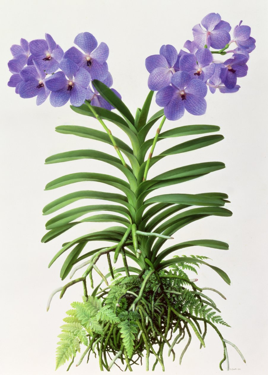Vanda Rothschildiana de Raymond Booth