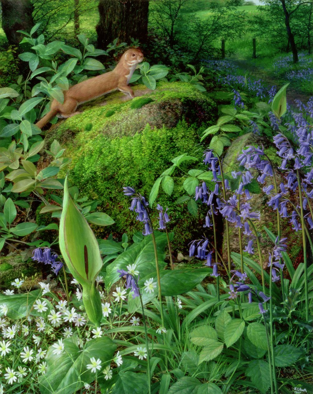 Fuinha com flores de primavera de Raymond Booth