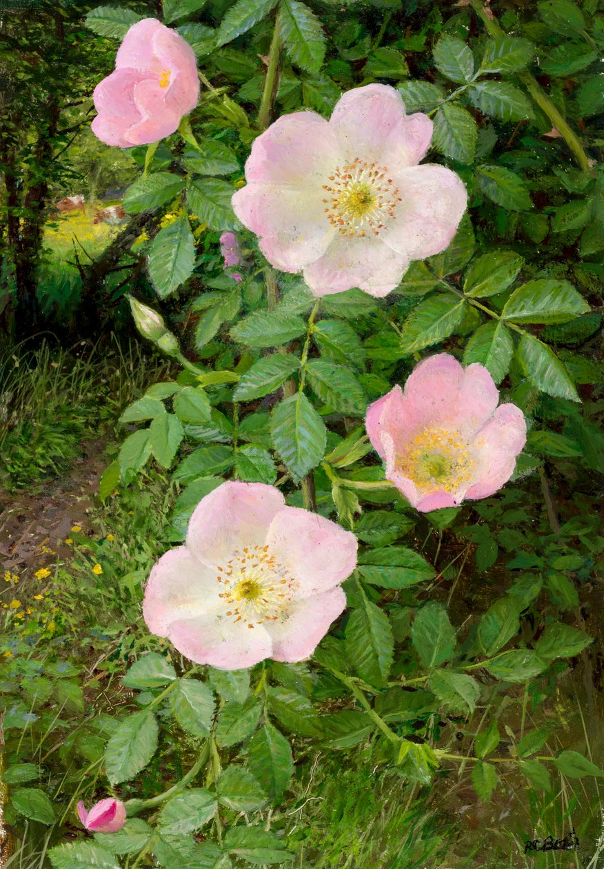 Rosas silvestres (óleo sobre cartão) de Raymond Booth