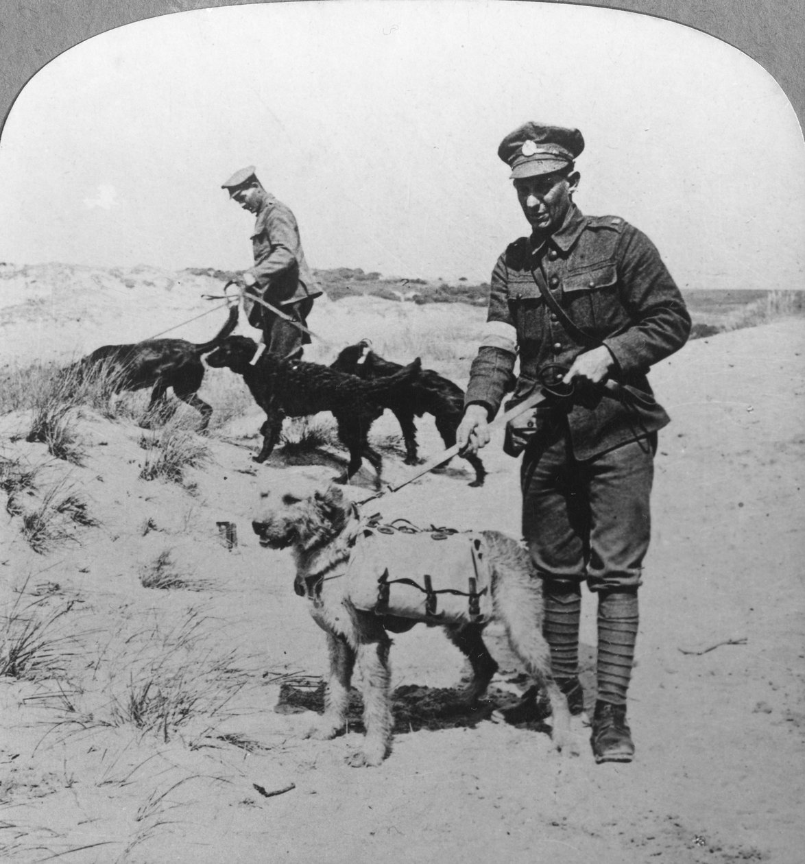Cães de primeiros socorros, Primeira Guerra Mundial, c1914-c1918 de Realistic Travels Publishers
