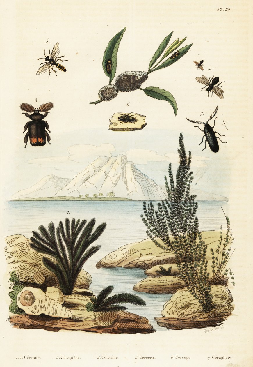 Algas, abelhas, vespas e cigarrinhas.,1834-1839 (gravura) de Regina Catherine Carey