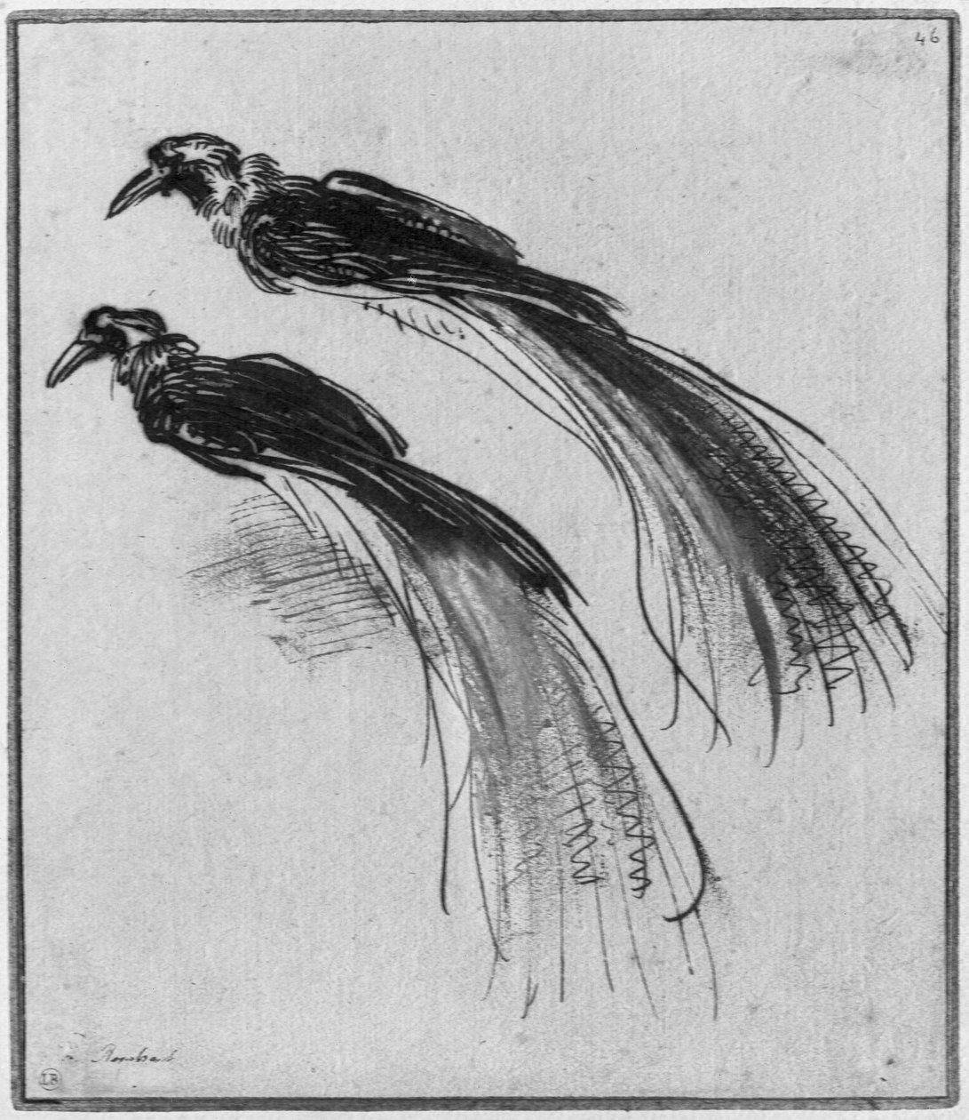 Aves (caneta e tinta e lavar no papel) de Rembrandt van Rijn
