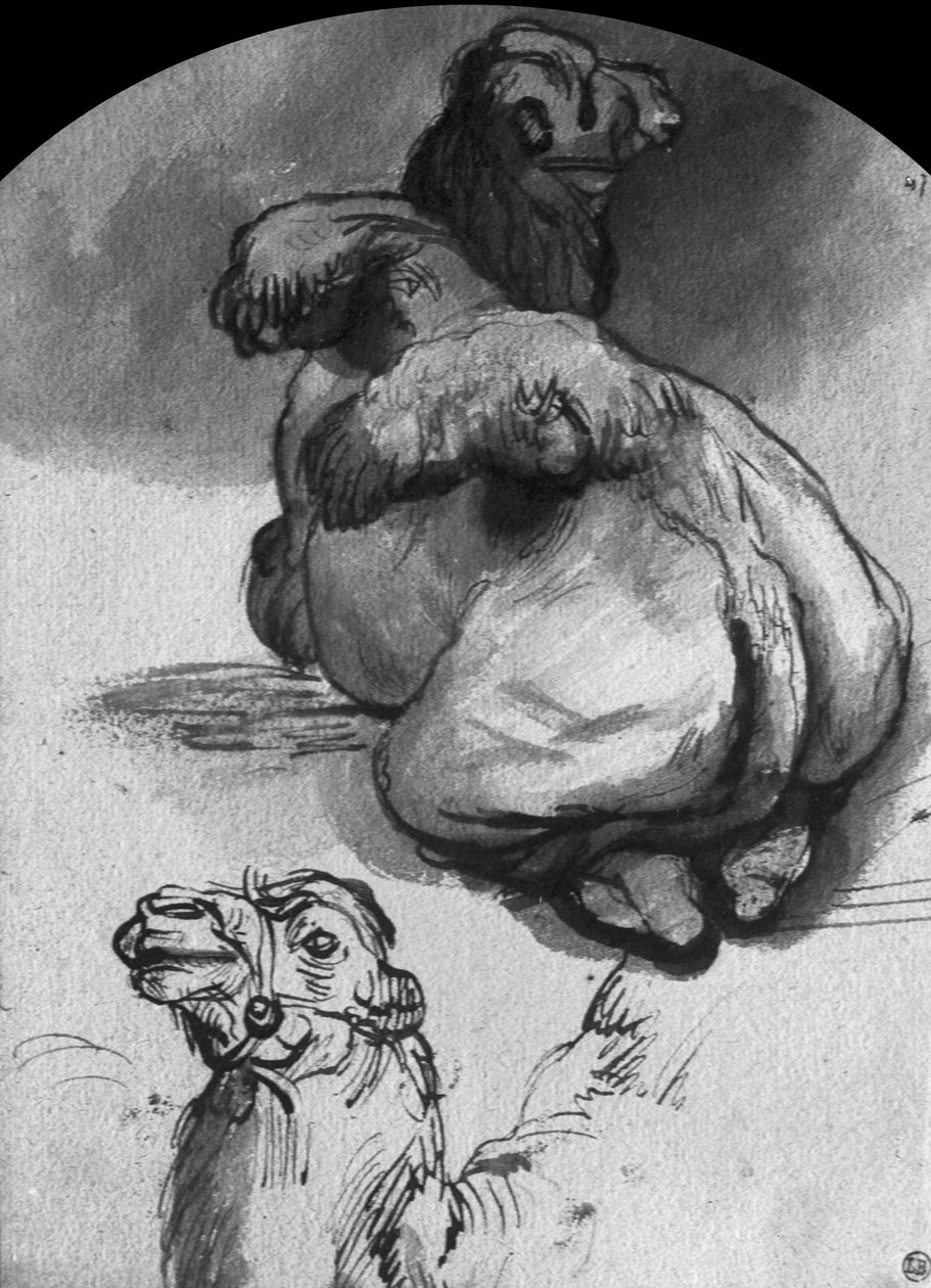 Camelos (caneta e tinta e lavar no papel) de Rembrandt van Rijn