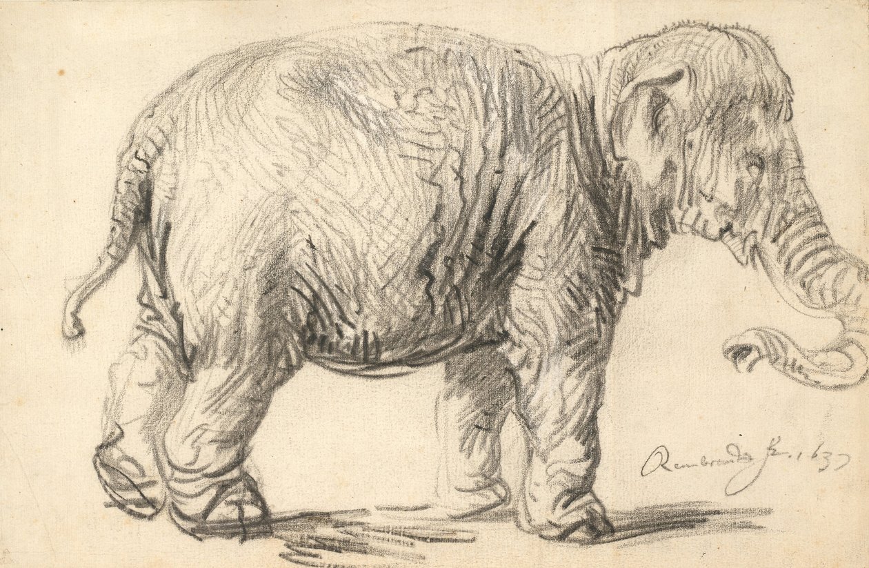 Um Elefante de Rembrandt van Rijn