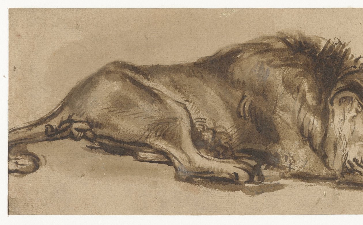 Estudo de um leão dormindo de Rembrandt van Rijn (copy after)