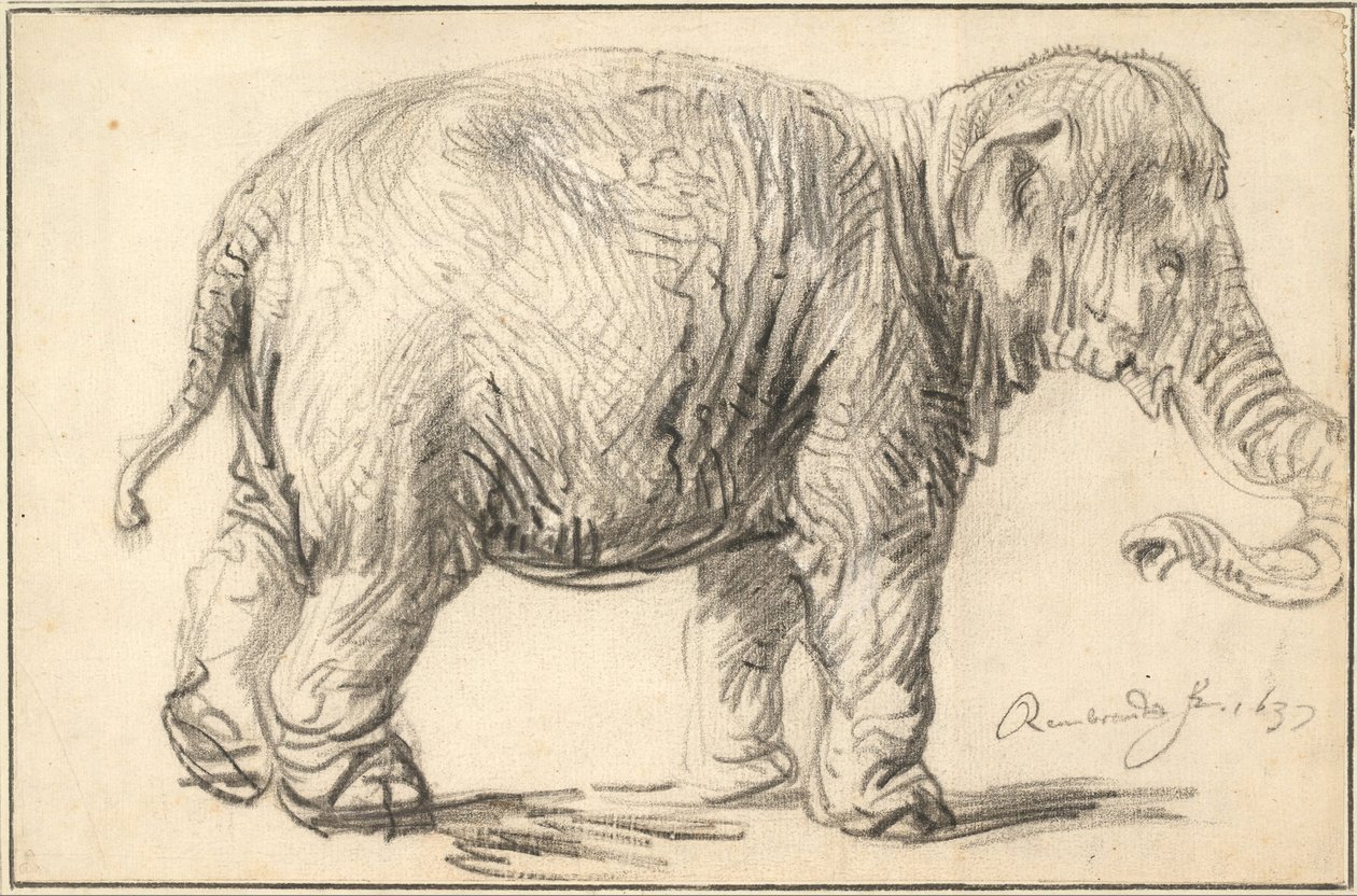 Um elefante, 1637 de Rembrandt van Rijn