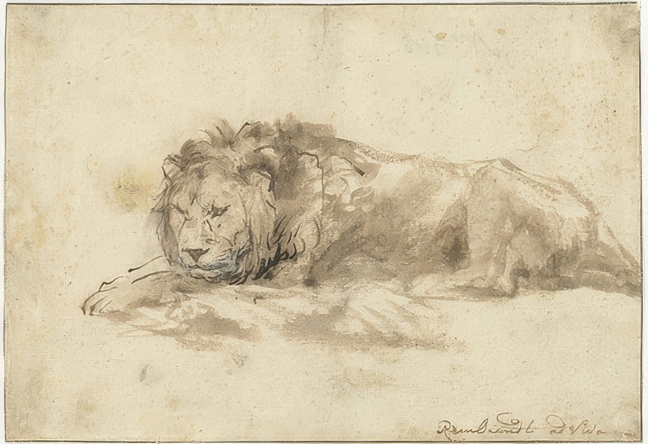 Leão deitado (Liggend leeuw). 1650-59 de Rembrandt van Rijn