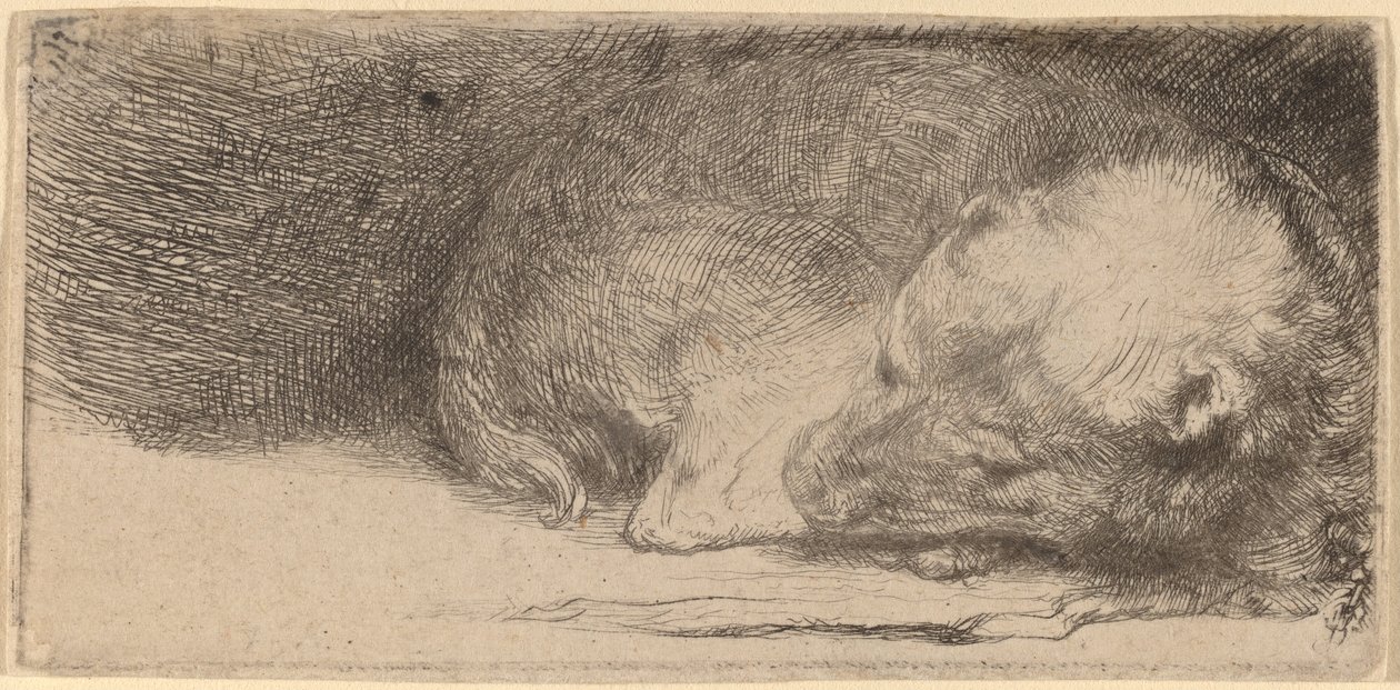 Cachorrinho dormindo de Rembrandt van Rijn