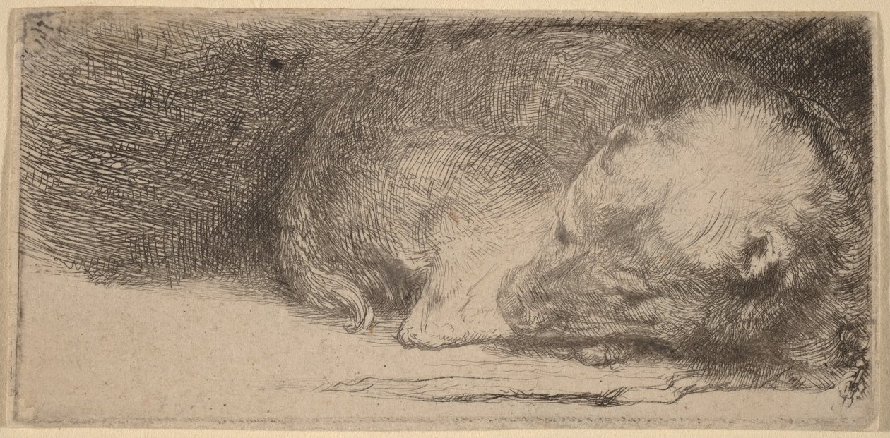 Cachorrinho a dormir de Rembrandt van Rijn