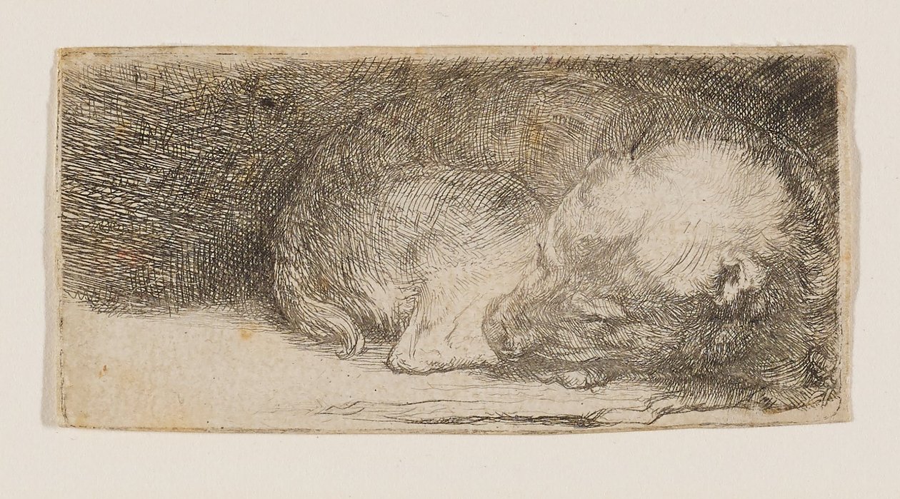 Cachorro a dormir de Rembrandt van Rijn